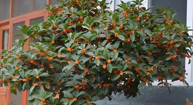 小院種這5種樹,賞花還能摘果,日子越過越紅火興旺