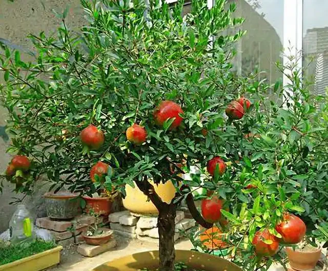 小院種這5種樹,賞花還能摘果,日子越過越紅火興旺