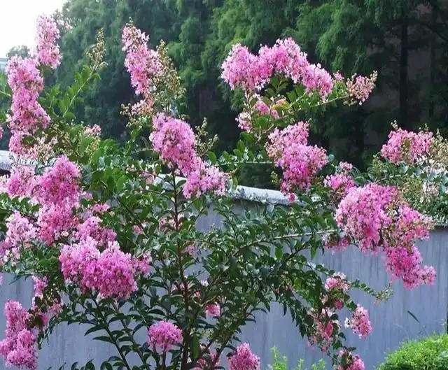小院種這5種樹,賞花還能摘果,日子越過越紅火興旺