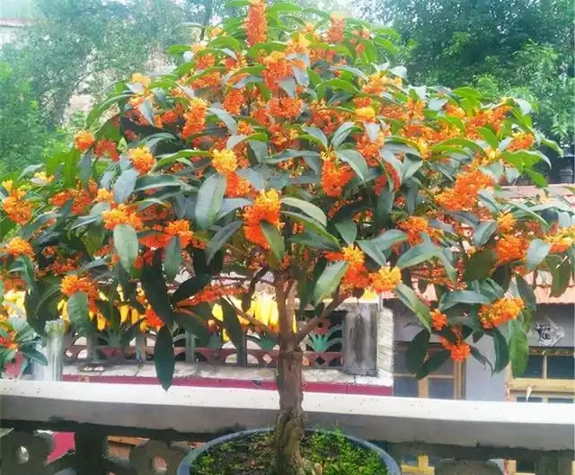 小院種這5種樹,賞花還能摘果,日子越過越紅火興旺