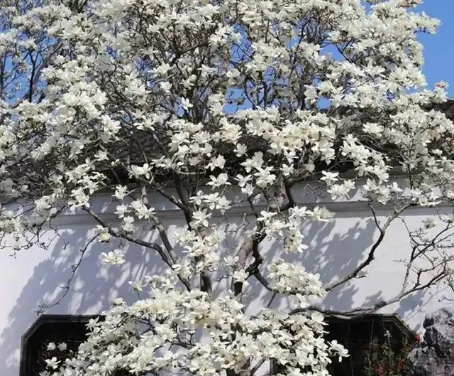 小院種這5種樹,賞花還能摘果,日子越過越紅火興旺