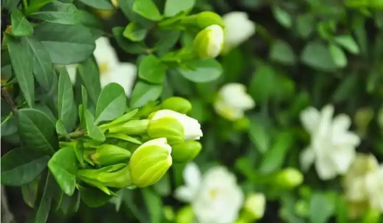 入秋養好梔子花!借秋風秋雨,新芽冒不停、葉子油綠福滿全年