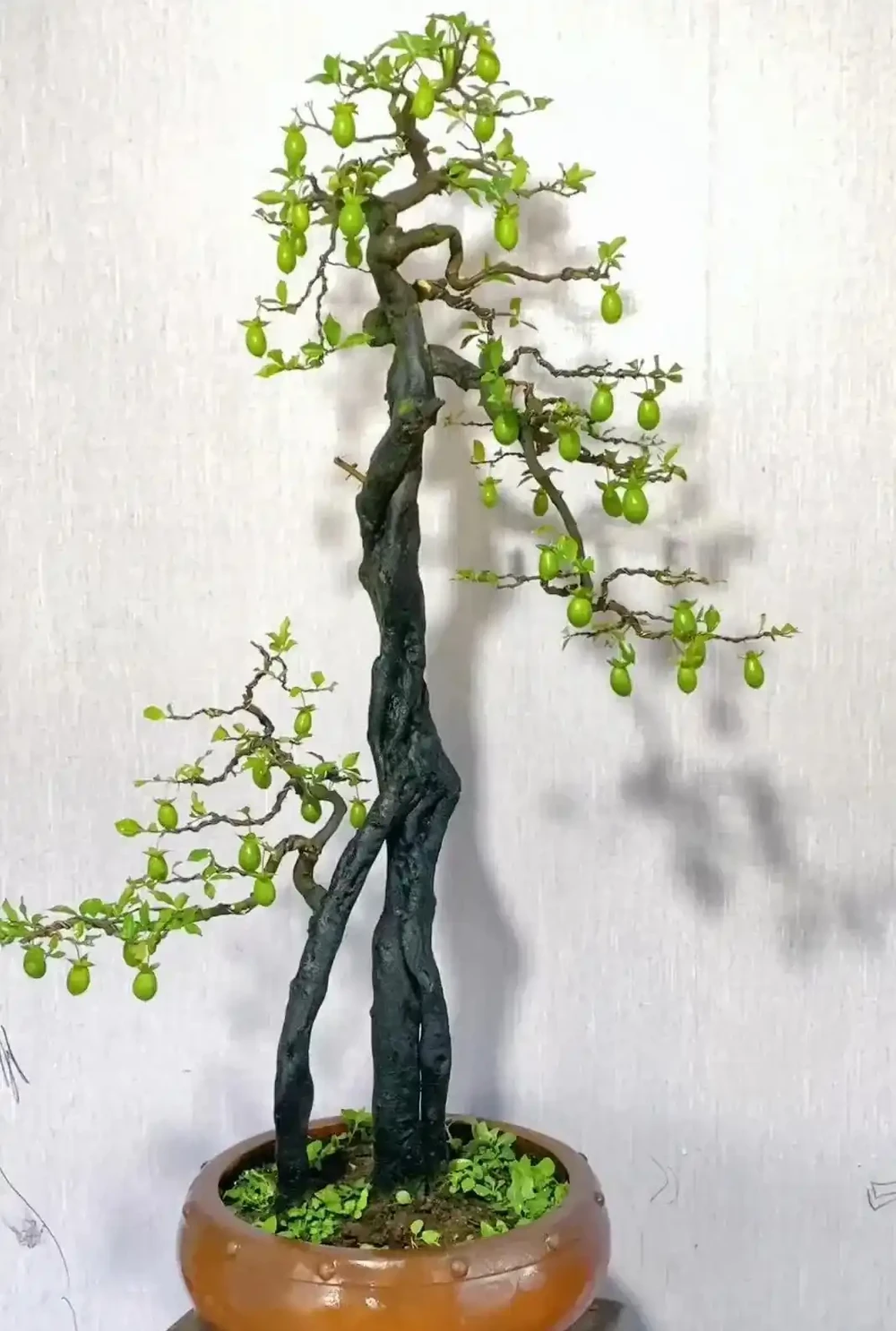 秋季金彈子手把手教學養護攻略,新手也能養出滿樹紅果