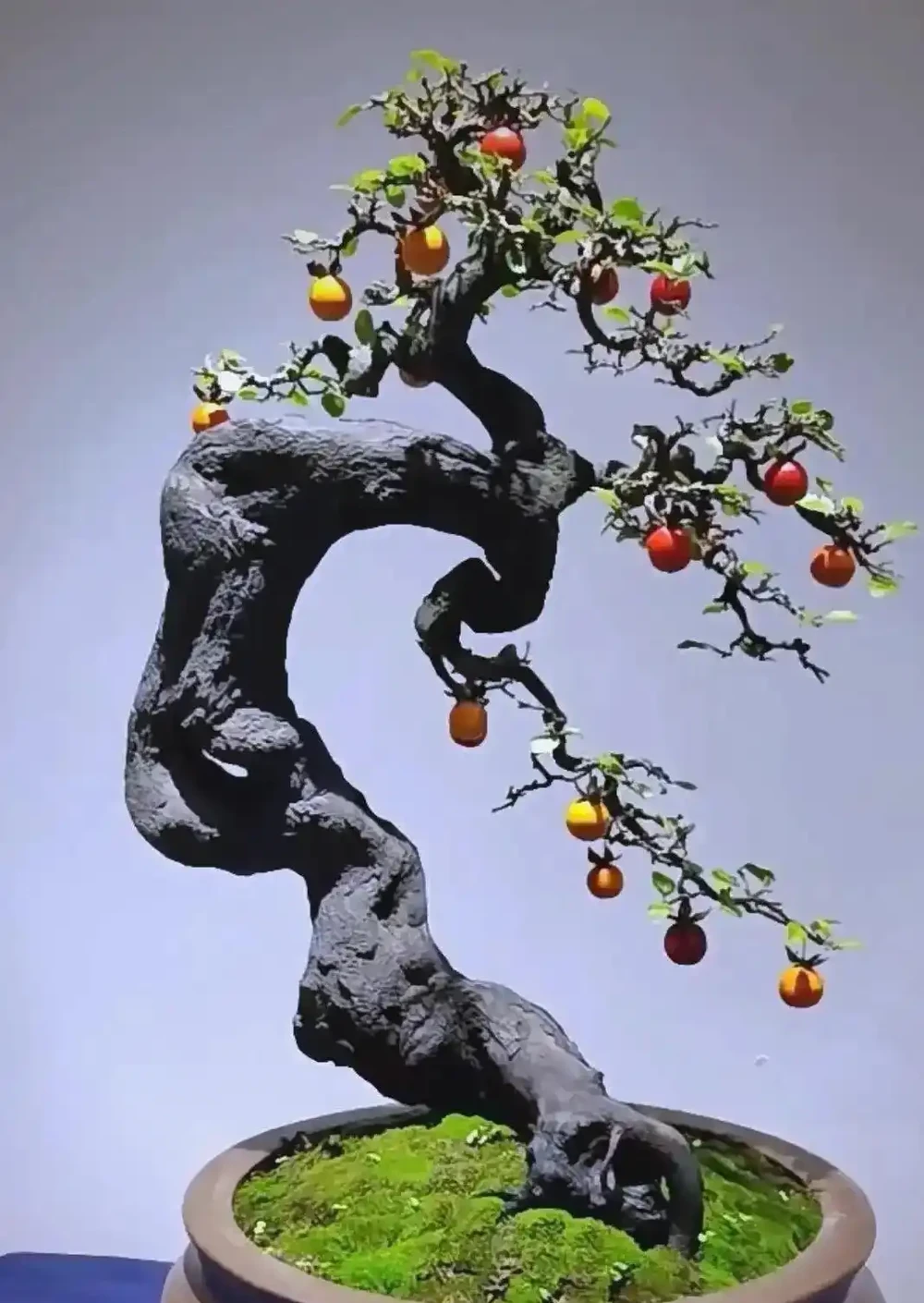 秋季金彈子手把手教學養護攻略,新手也能養出滿樹紅果