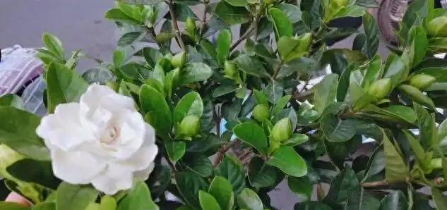 入秋養好梔子花!借秋風秋雨,新芽冒不停、葉子油綠福滿全年