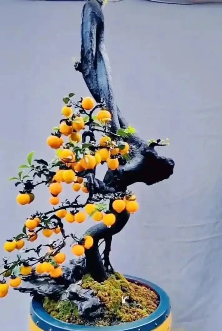 秋季金彈子手把手教學養護攻略,新手也能養出滿樹紅果