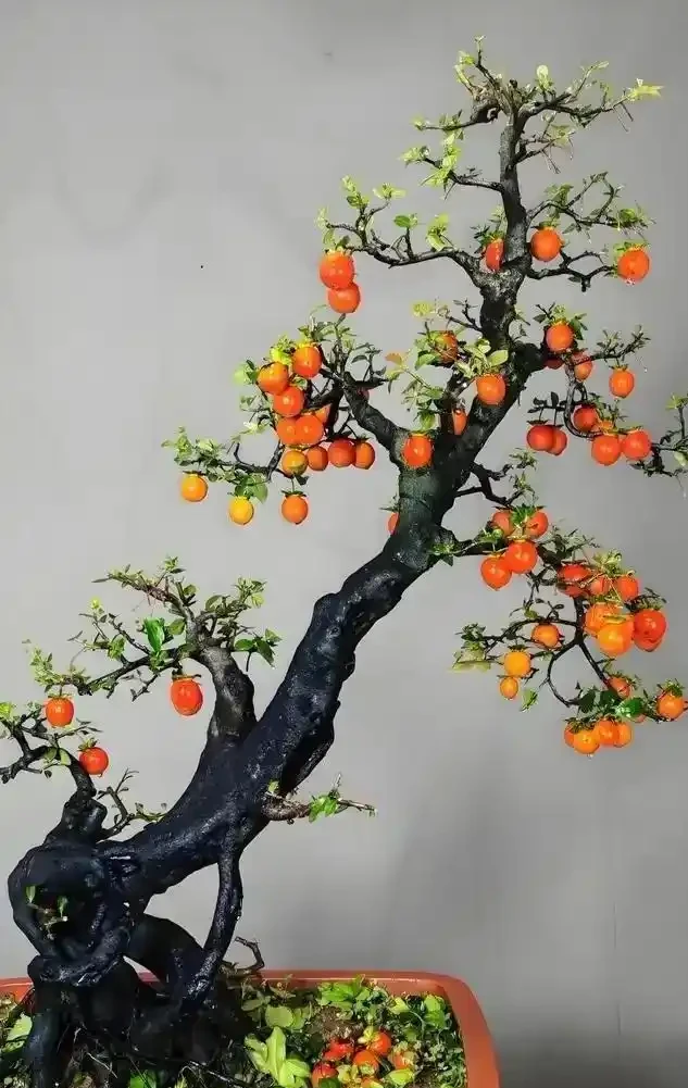秋季金彈子手把手教學養護攻略,新手也能養出滿樹紅果
