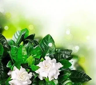 入秋養好梔子花!借秋風秋雨,新芽冒不停、葉子油綠福滿全年