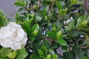 入秋養好梔子花！借秋風秋雨，新芽冒不停、葉子油綠福滿全年