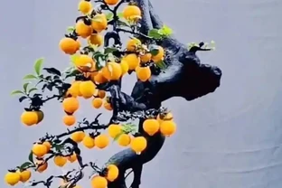 秋季金彈子手把手教學養護攻略，新手也能養出滿樹紅果