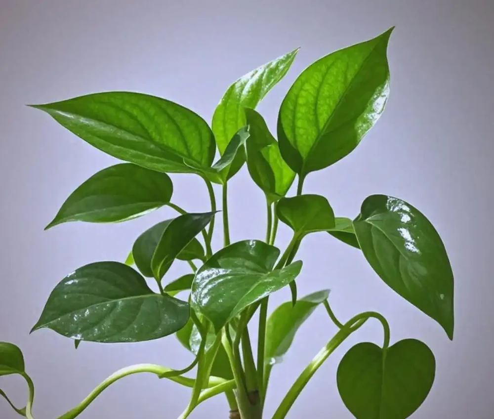 黃金葛不是土生土長的中國植物？它的來歷和品種你瞭解多少