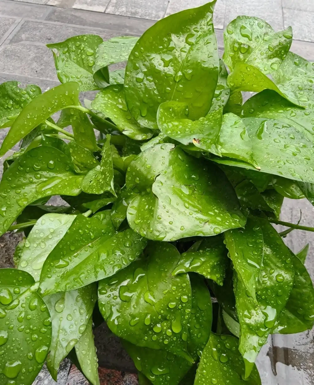 讓黃金葛綠油油的秘密,聽說它喜歡喝點小啤酒,是真的嗎?