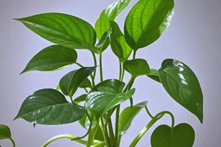 黃金葛不是土生土長的中國植物？它的來歷和品種你瞭解多少