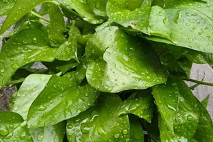 讓黃金葛綠油油的秘密，聽說它喜歡喝點小啤酒，是真的嗎？