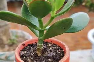 玉樹枝條插枝，傷口不晾乾就插，很容易腐爛不長根