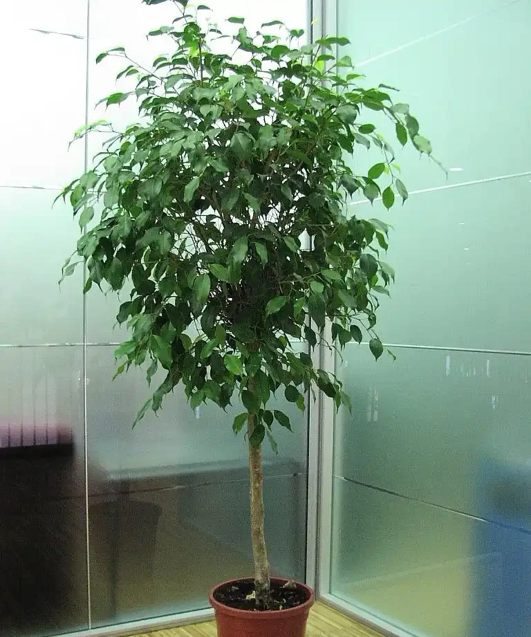 幸福樹掉葉子怎麼辦?找準 3 個核心原因,很快恢復枝繁葉茂