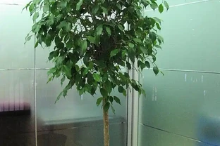 幸福樹掉葉子怎麼辦？找準 3 個核心原因，很快恢復枝繁葉茂