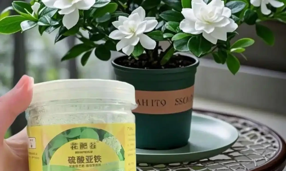補酸萬能肥「硫酸亞鐵」不能隨意用,尤其這3種情況,用錯花死翹翹