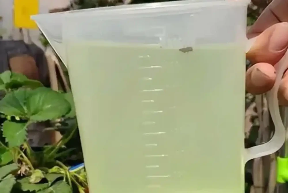 補酸萬能肥「硫酸亞鐵」不能隨意用,尤其這3種情況,用錯花死翹翹