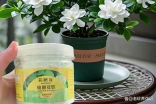 補酸萬能肥「硫酸亞鐵」不能隨意用，尤其這3種情況，用錯花死翹翹