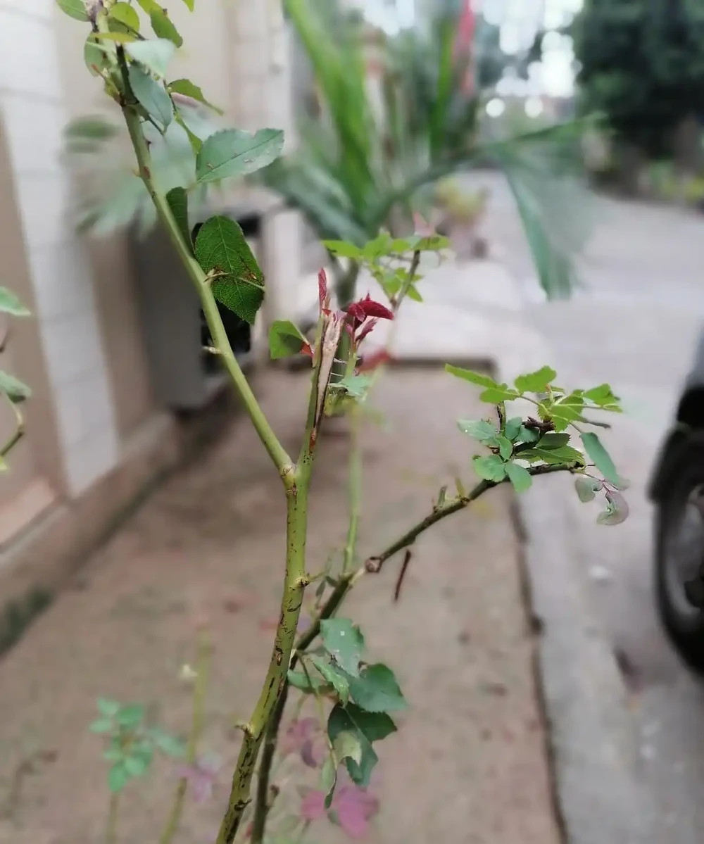 玫瑰花怎麼修剪枝葉?剪錯全白養,3個口訣花苞翻倍