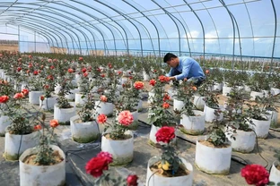 玫瑰花怎麼修剪枝葉？剪錯全白養，3個口訣花苞翻倍