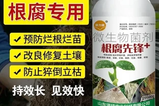 根腐剋星枯草芽孢哈茨木黴，以菌治菌救腐根，死苗弱根一用活