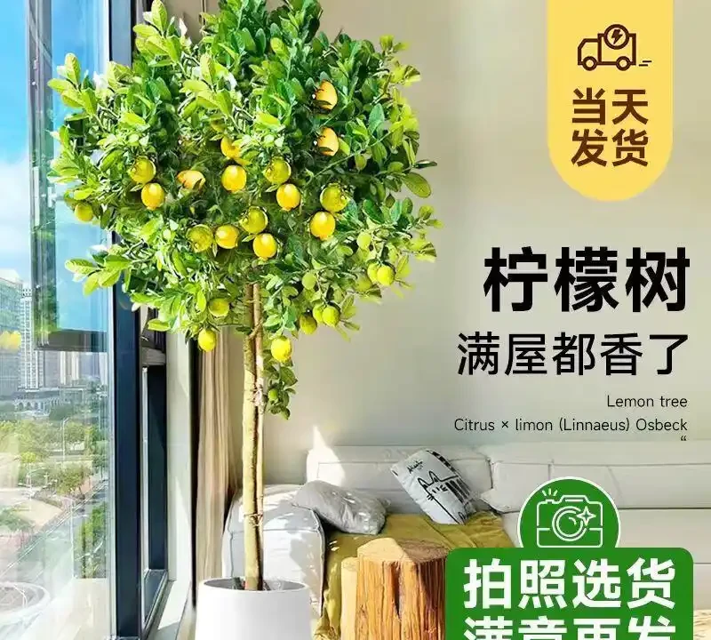 2026適合室內養的10種大型綠植,耐陰好養不佔地,客廳擺完瞬間顯高階