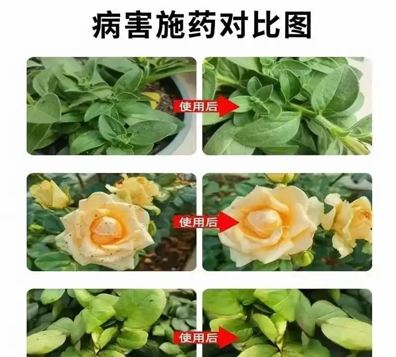 百蟲清花卉綠植除蟲劑,蚜蟲蚧殼蟲葉蟎,家用蔬菜一噴淨