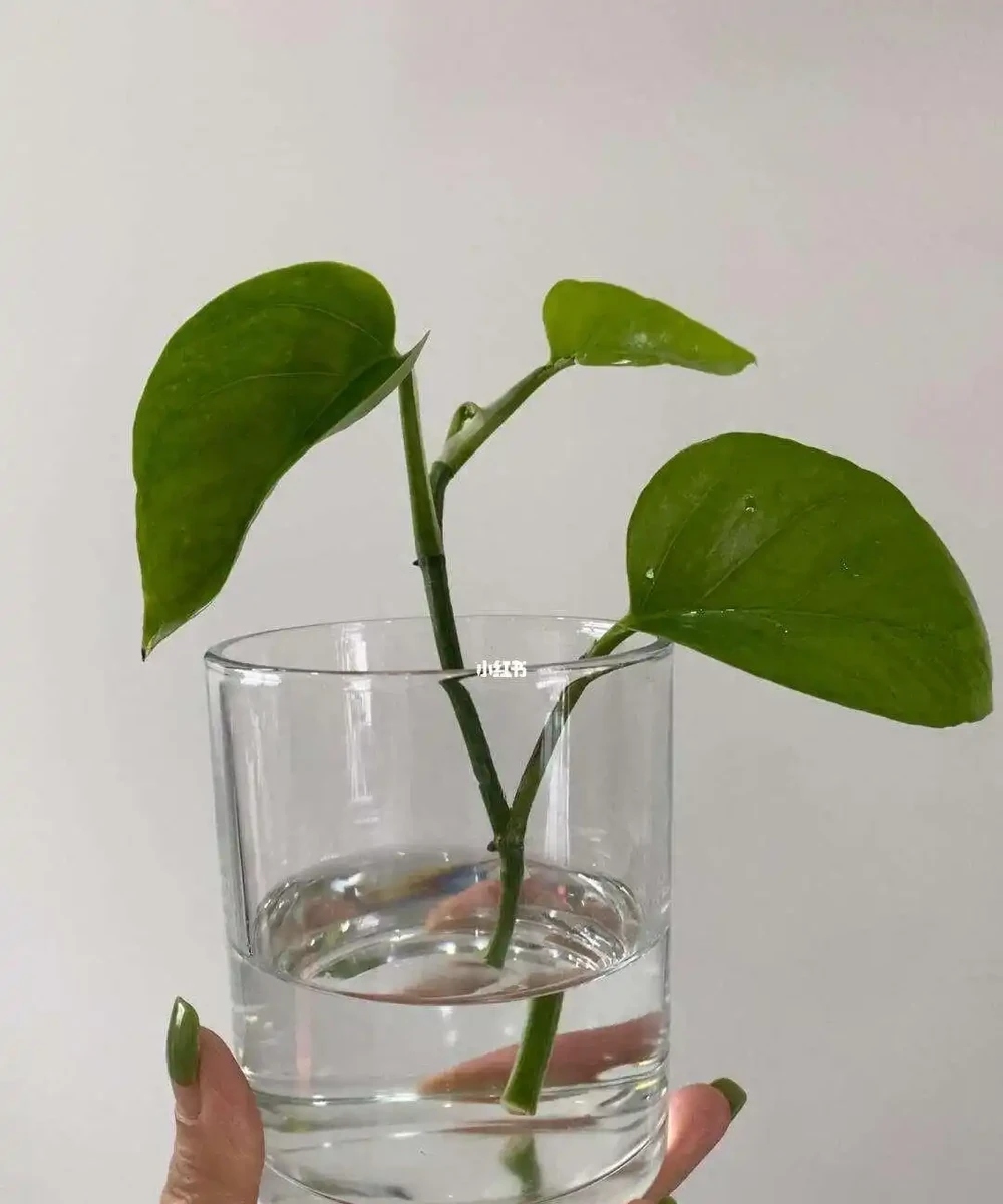 室內黃金葛怎麼自己繁殖?兩種方法都能活,學會了你也能一盆變多盆