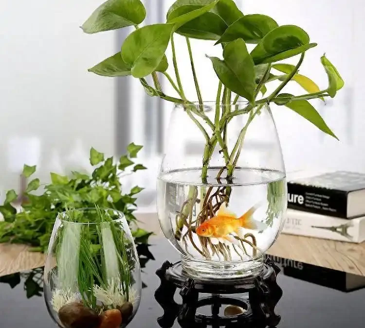 黃金葛用什麼肥料長得快?掌握這幾點,葉片又大又綠不黃葉