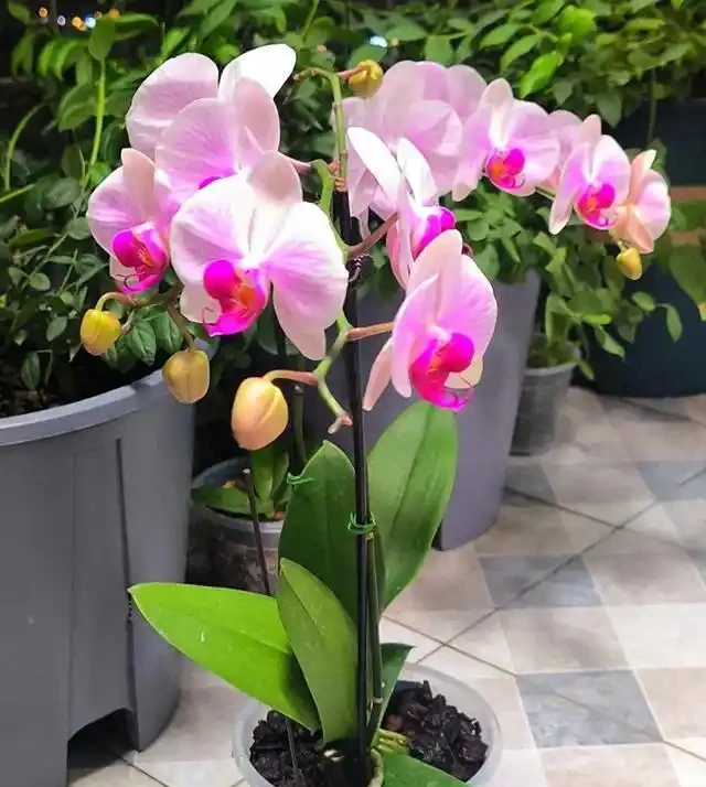 十種適合陽臺養的盆栽花卉,家裡養幾盆,一年四季有花看