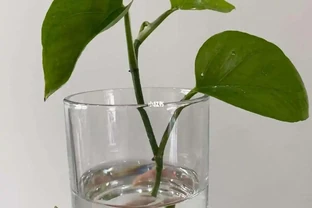 室內黃金葛怎麼自己繁殖？兩種方法都能活，學會了你也能一盆變多盆
