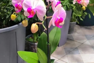 十種適合陽臺養的盆栽花卉，家裡養幾盆，一年四季有花看