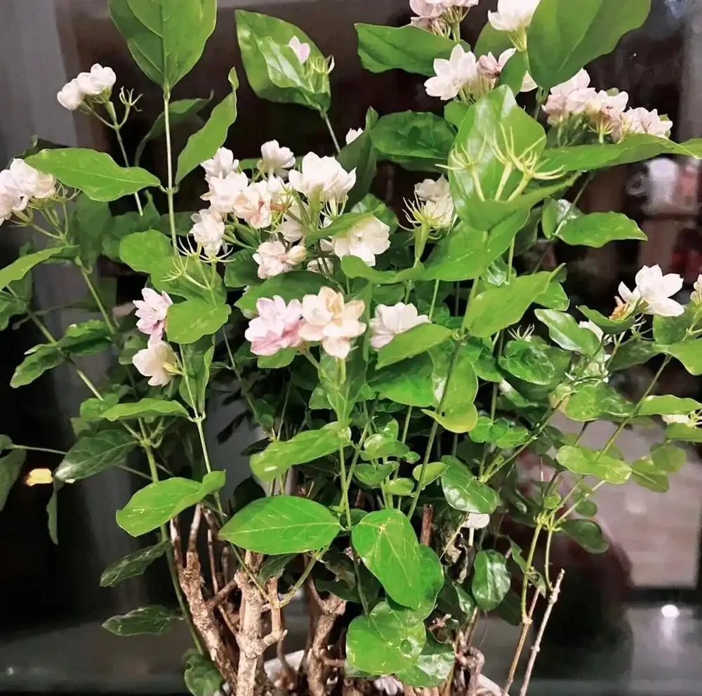 入秋插枝正當時,5種花,隨手一插就活了
