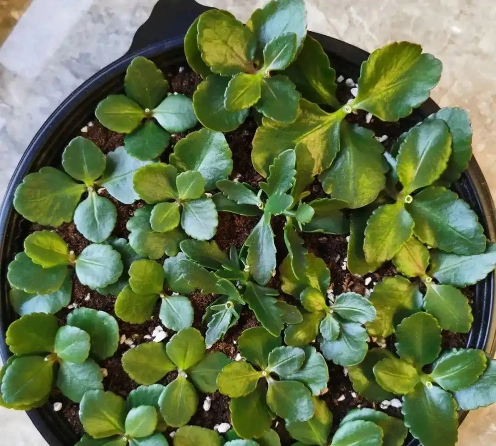 入秋插枝正當時,5種花,隨手一插就活了