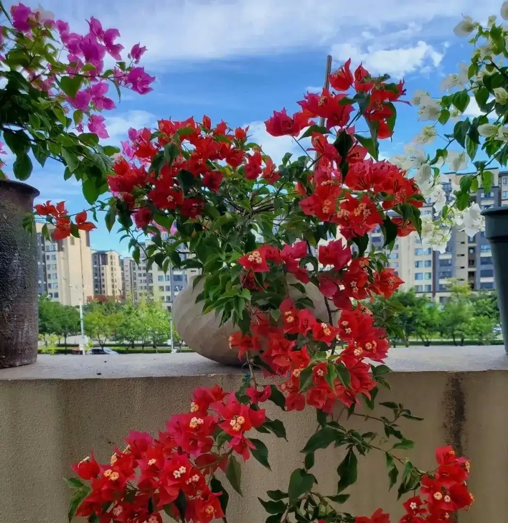 入秋插枝正當時,5種花,隨手一插就活了