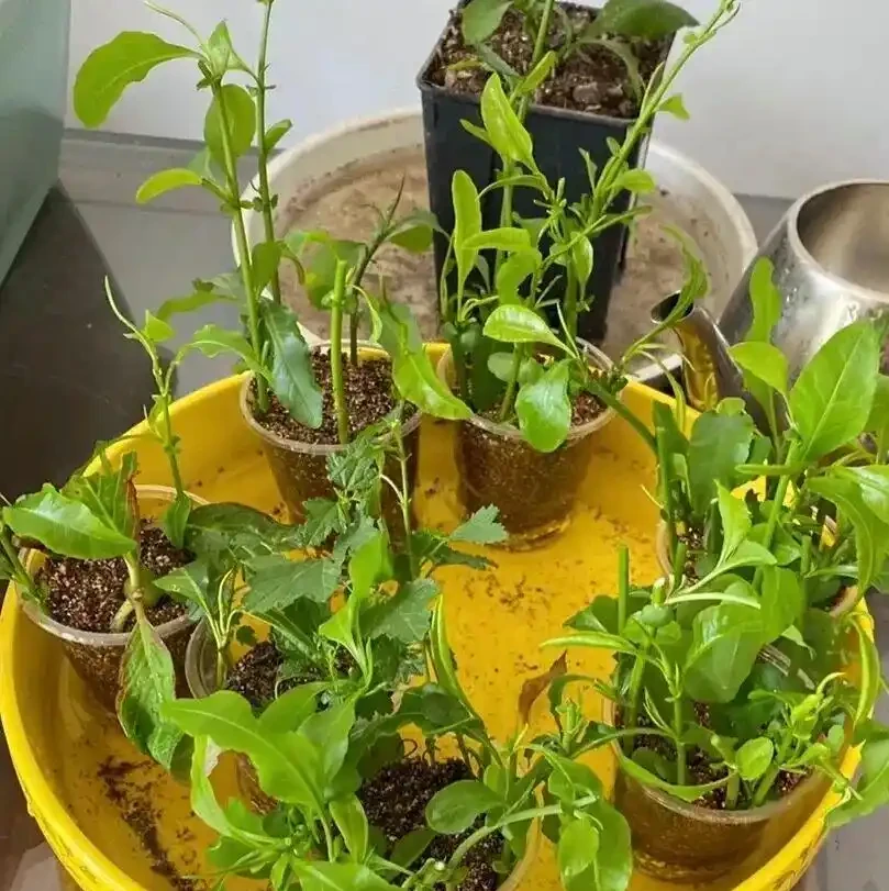 入秋插枝正當時,5種花,隨手一插就活了