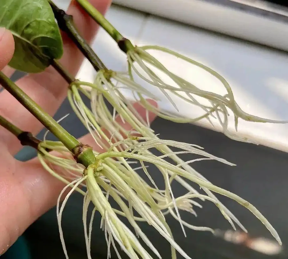 入秋插枝正當時,5種花,隨手一插就活了