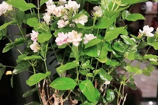 入秋插枝正當時，5種花，隨手一插就活了