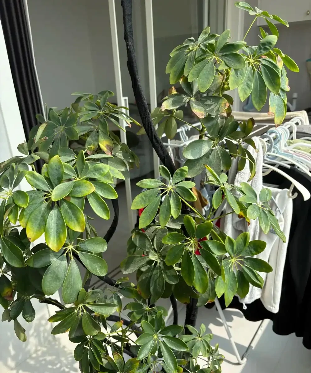 鴨腳木憑什麼是「空氣衛士」?這4個功效太實用了,家裡真該備一盆