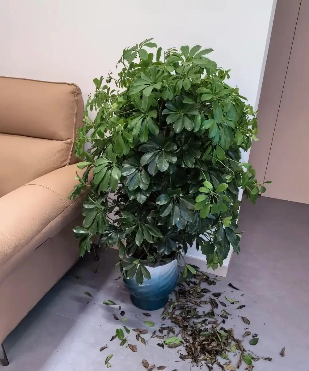鴨腳木憑什麼是「空氣衛士」?這4個功效太實用了,家裡真該備一盆