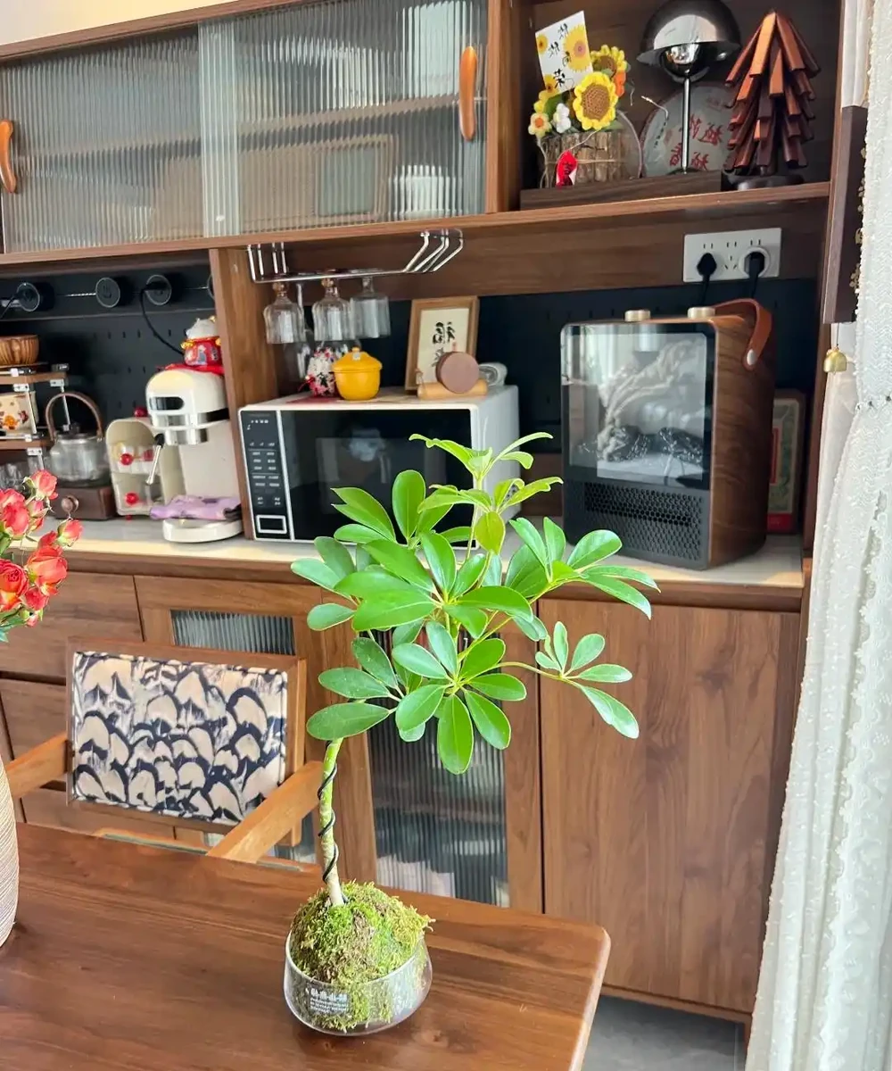 鴨腳木憑什麼是「空氣衛士」?這4個功效太實用了,家裡真該備一盆