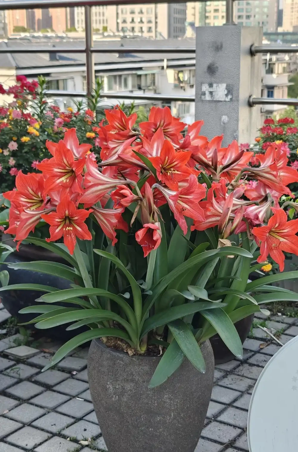 6種能養幾十年的「長壽皮實花」,不用定時澆水施肥,越養開越瘋