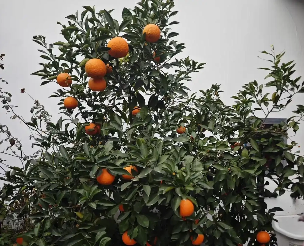 6種能養幾十年的「長壽皮實花」,不用定時澆水施肥,越養開越瘋