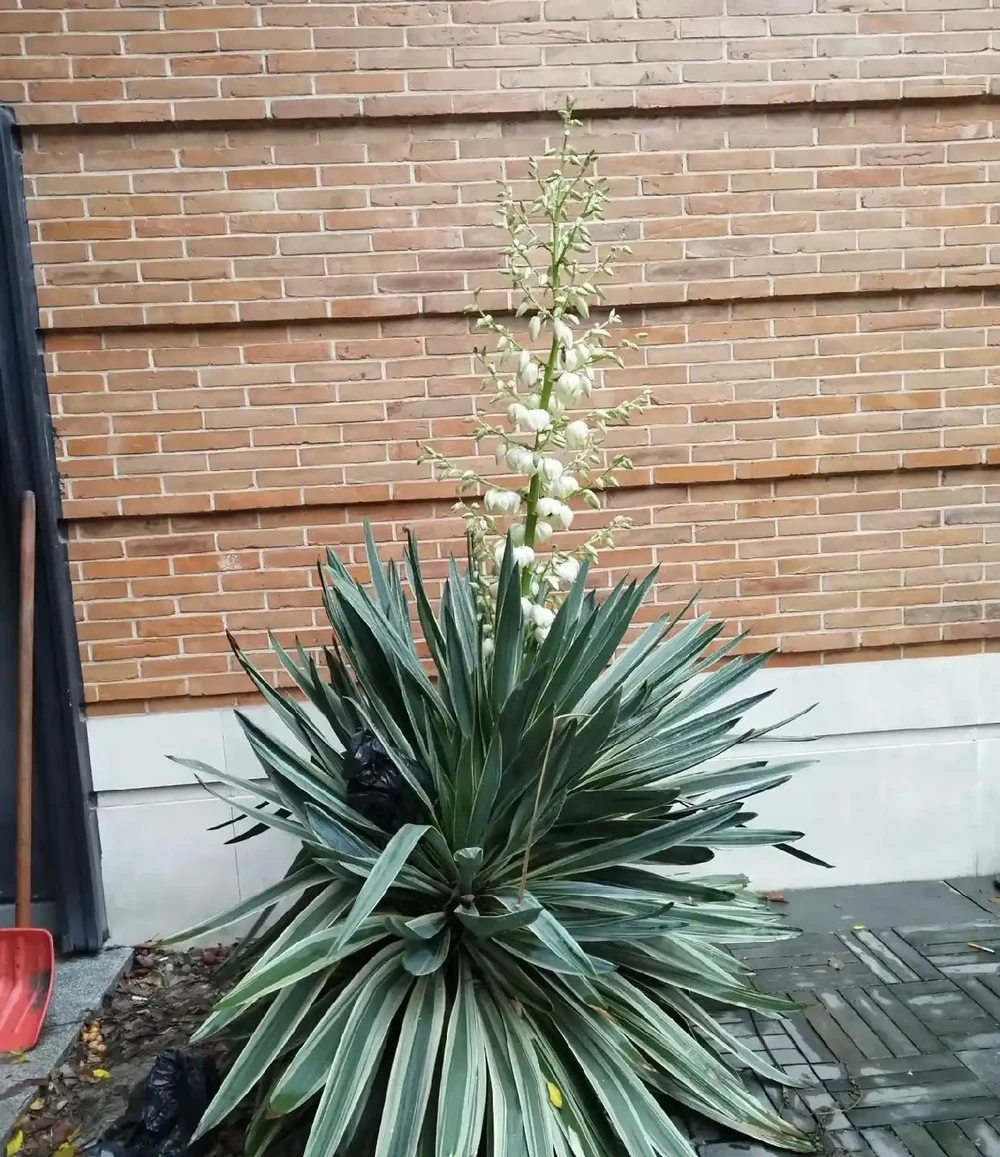 6種能養幾十年的「長壽皮實花」,不用定時澆水施肥,越養開越瘋