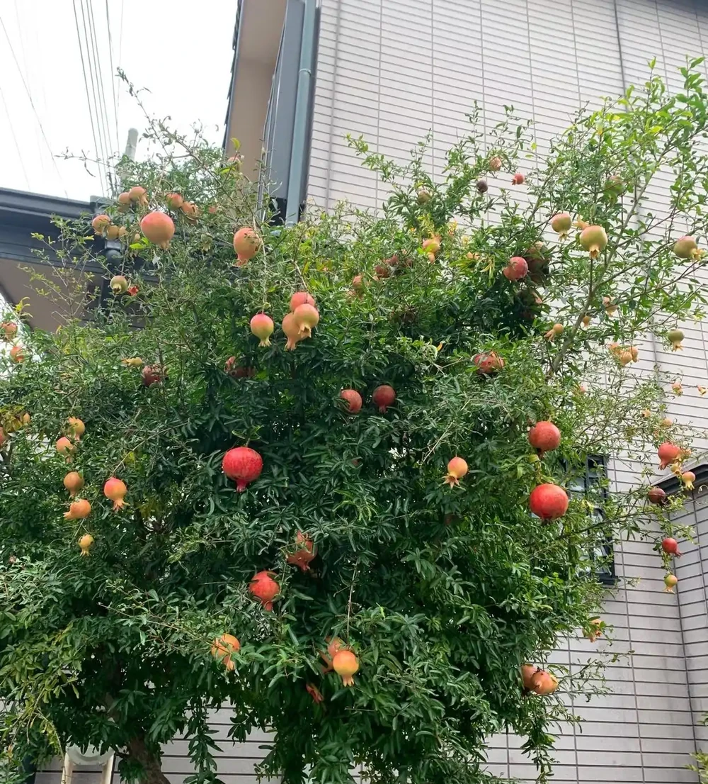 6種能養幾十年的「長壽皮實花」,不用定時澆水施肥,越養開越瘋