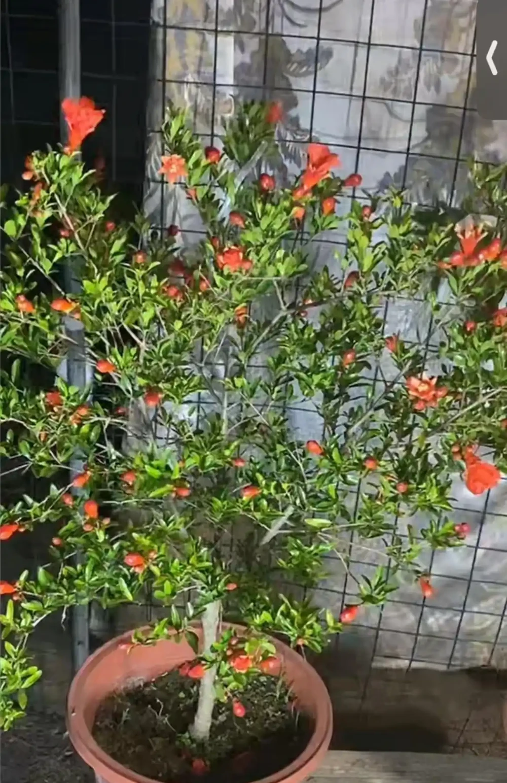 6種能養幾十年的「長壽皮實花」,不用定時澆水施肥,越養開越瘋
