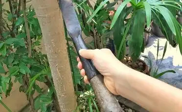 發財樹鋸掉頂別亂抹泥，封頂用這招，7天冒新芽不爛心