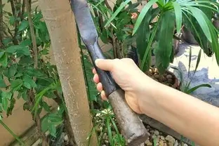 發財樹鋸掉頂別亂抹泥，封頂用這招，7天冒新芽不爛心